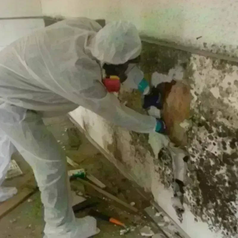 Mold Remediation and Removal in Amite County, MS